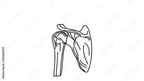 Image result for Shoulder Anatomy Animated Tutorial