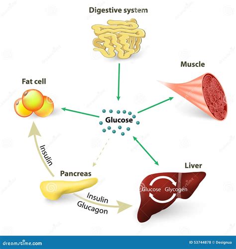 How Sugar In The Human Body Is Processed For Energy
