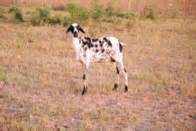 Livestock:: Sheep:: Breeds Animal Husbandry ::breeds of sheep