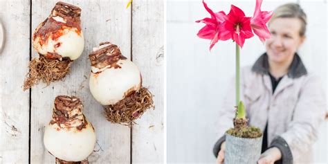 How To Grow Amaryllis Indoors - Rooted Flowers