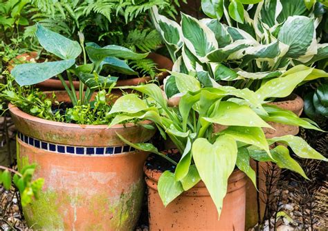 Trailing Shade Plants For Containers At A Glance: Pots And Plantings