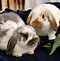 Image result for Holland Lop Tan