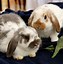 Image result for Dwarf Holland Lop Bunnies