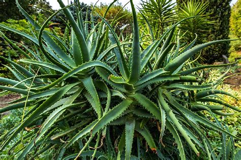 Aloe Plant 的图像结果