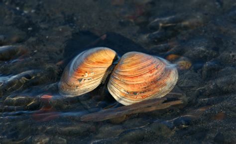 Beneficios saludables de las almejas | Estilo de Vida Bienestar | Univision