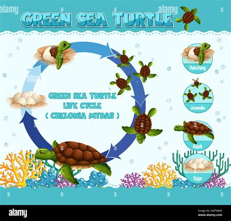 Diagram showing life cycle of Turtle Stock Vector Image & Art - Alamy