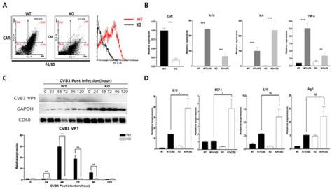 Macrophage-Specific Coxsackievirus and Adenovirus Receptor Deletion ...