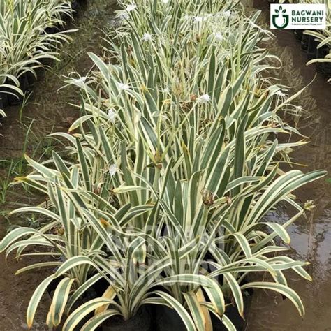 Variegated Beach Spider Lily | Hymenocallis Littoralis Variegata | Bag ...