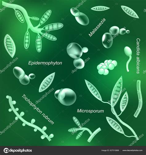 Image result for Fungi Drawing Pathogen