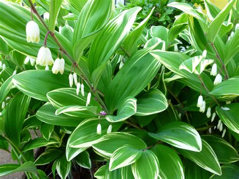 variegated solomon's seal photo by Cindy Wint-Johnson | Pinterest ...