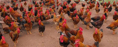自制低成本鸡饲料 - 致富热