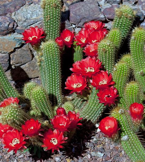 Red Torch-Echinopsis huasha | Cactus plants, Cactus flower, Cactus ...