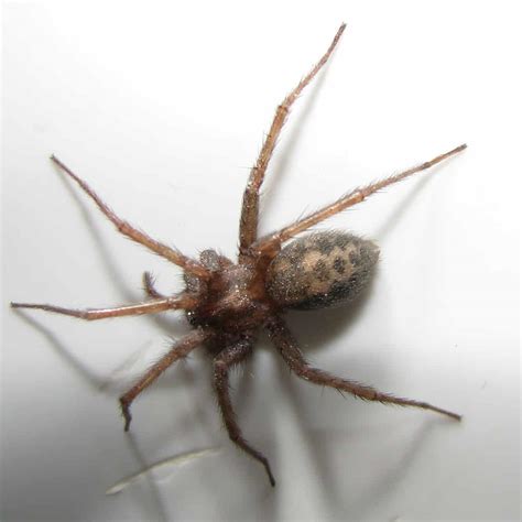 What Is A Funnel Weaver Spider at Andrea Newton blog