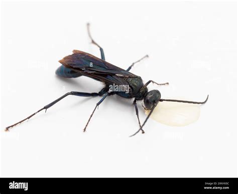 Dorsal view of a pretty common blue mud dauber wasp (Chalybion ...