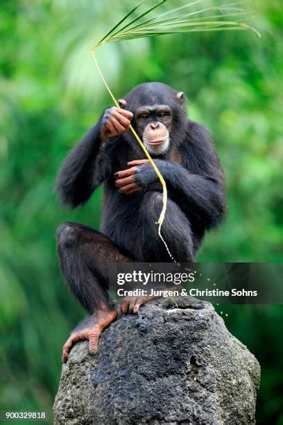 Image result for Chimpanzee Using Tools