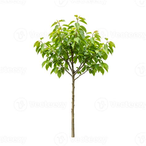 Image result for Sapling Transparent