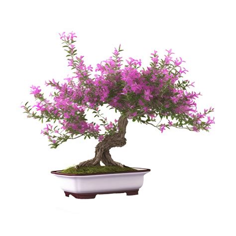 Mexican Heather Bonsai Care Guide - Miyagi Bonsai