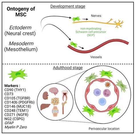 Perivascular Mesenchymal Stem/Stromal Cells, an Immune Privileged Niche ...