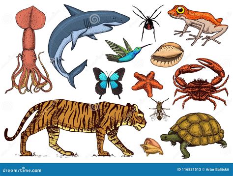 Reptile Amphibian Mammal Bird Fish Insect at Marvin Peters blog