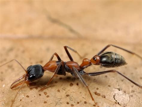 Jumping Jack Ants