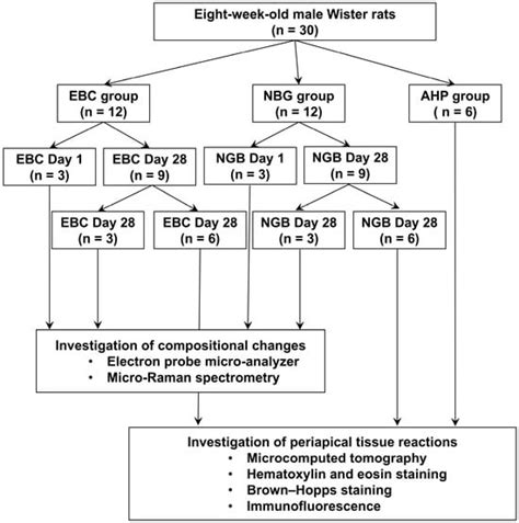 An Evaluation of the Biocompatibility and Chemical Properties of Two ...
