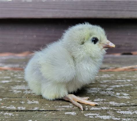 Lavender Ameraucana – The Pasture Farms