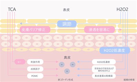 Image result for Study Guide 12 Evolution