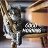 Image result for good morning cats