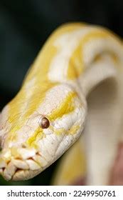 Image result for Burmese Python Everglades Map