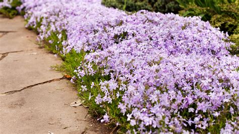 What Flowers Come Back Every Year And Bloom All Summer at Harold Case blog
