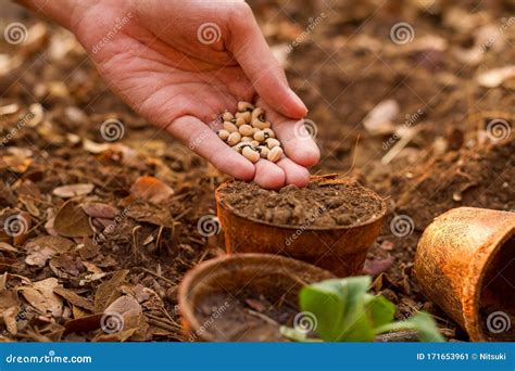 Hand Sowing a Seed into a Pot at Backyard Home Garden Stock Image ...