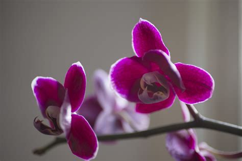 flower, nature, orchids, orchidaceae, pink Color, 5K, Im Still Standing ...