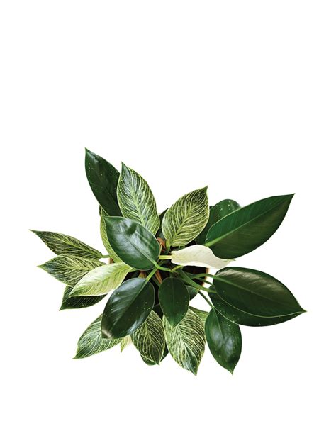 Philodendron Birkin and Philodendron Congo Plant Bouquet – Ugaoo