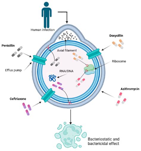 Advancing Syphilis Research: Exploring New Frontiers in Immunology and ...