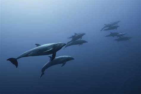 A Day in the Life of a Dolphin: Understanding Dolphin Behavior and Communication ...