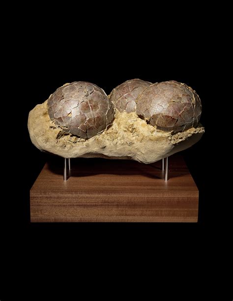 What Is A Fossil Egg Worth? A Collector’s Pricing Guide