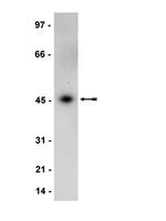 Anti-MEK1 Antibody | 07-641