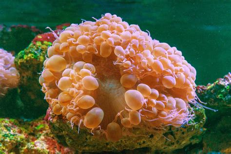 25 Different Types of Coral Species