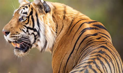 Nepal becomes founding member of International Big Cats Alliance