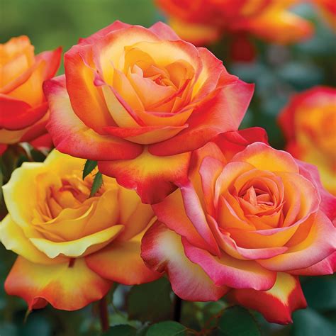 15 Types of Roses - A Guide to Different Rose Varieties
