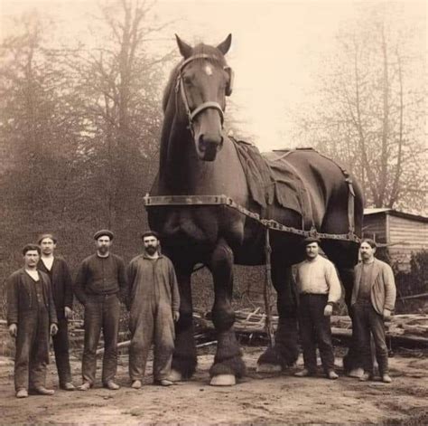 Goliath: The Gentle Giant and the Legacy of the World's Tallest Shire Horse