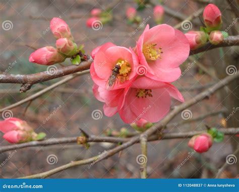 The First Spring Flower Varieties of Japan Quince Japanese. Stock Image ...