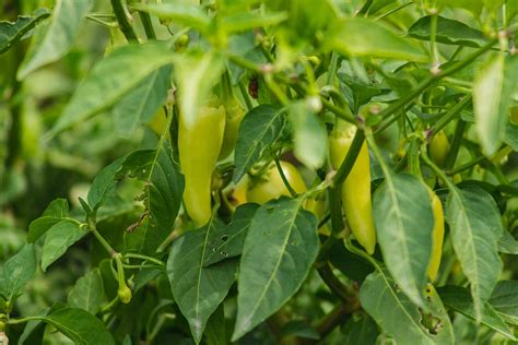 How to Grow Jalapeño Peppers