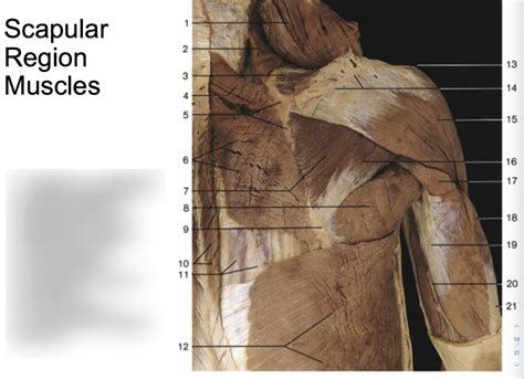Scapular Muscle 的图像结果