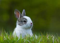 Image result for Funny Baby Rabbits