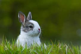 Image result for baby bunny playing