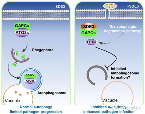 Autoadrogynephilia 的图像结果