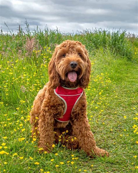 Image result for Straight Hair Cockapoo