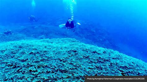 Real stories inspire — Bringing Okinawa’s unique coral reef back from ...