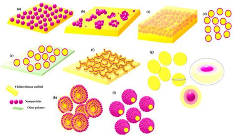 Exploration of Chitinous Scaffold-Based Interfaces for Glucose Sensing ...